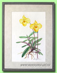 ����������� ������� ������� Paphiopedilum armeniacum